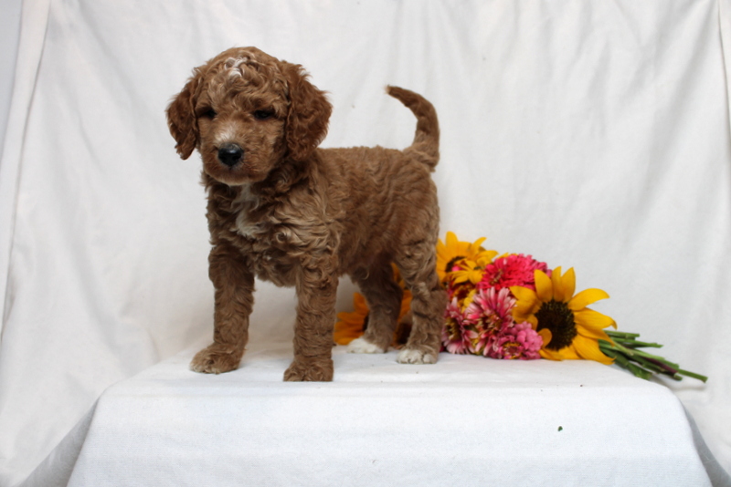 puppy, for, sale, Mini Goldendoodle F1B, Matthew B. Stoltzfus, dog, breeder, Gap, PA, dog-breeder, puppy-for-sale, forsale, nearby, find, puppyfind, locator, puppylocator, aca